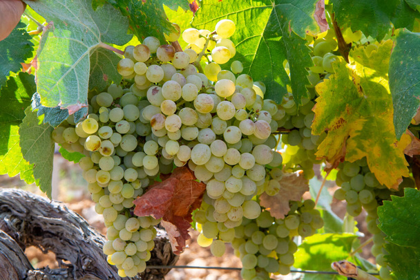 Uvas de vino blanco maduras que utilizan para la elaboración de rosa o vino blanco listo para cosechar en viñedos en Cotes de Provence, región Provenza, sur de Francia de cerca - Foto, Imagen