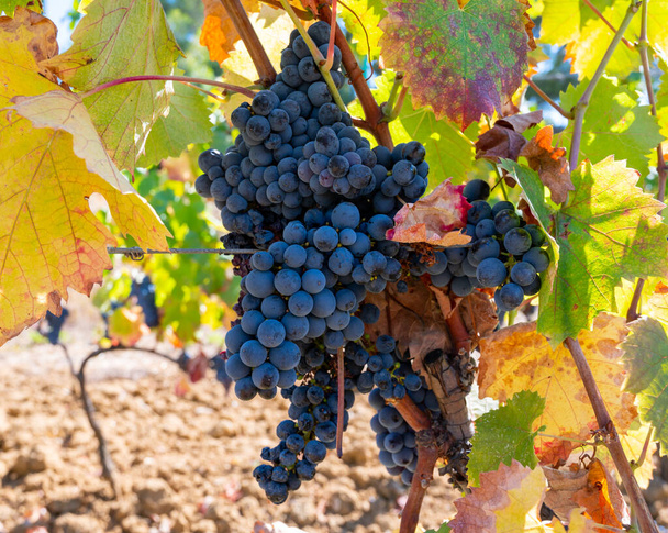 Uvas maduras de vino syrah negro o azul que utilizan para la elaboración de rosa o vino tinto listo para cosechar en viñedos en Cotes de Provence, región Provenza, sur de Francia de cerca - Foto, Imagen