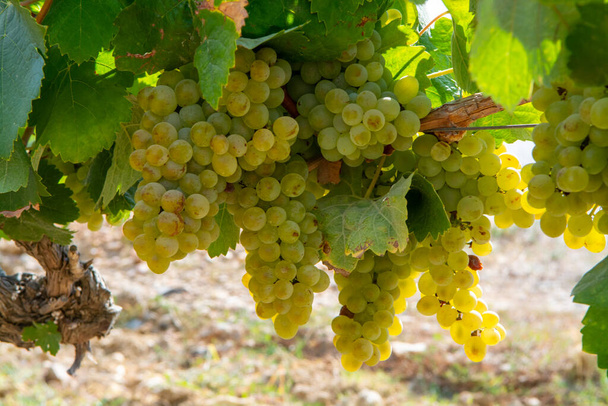 Uvas de vino blanco maduras que utilizan para la elaboración de rosa o vino blanco listo para cosechar en viñedos en Cotes de Provence, región Provenza, sur de Francia de cerca - Foto, imagen