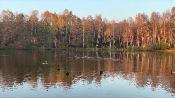 Paysage dans les étangs à poissons de Myszkow Poland.Paysage du lac. - Séquence, vidéo