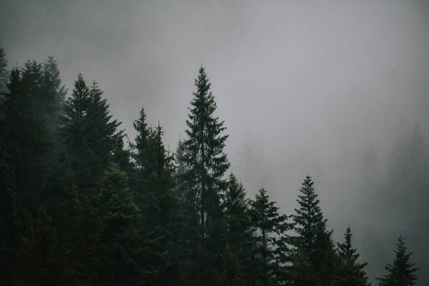 A beautiful shot of foggy forest - Φωτογραφία, εικόνα