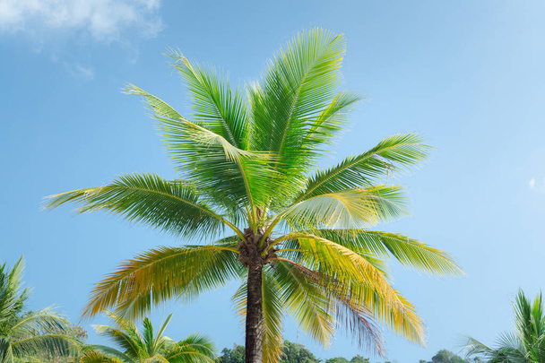Kokosnussbaum mit blauem Himmel Hintergrund  - Foto, Bild
