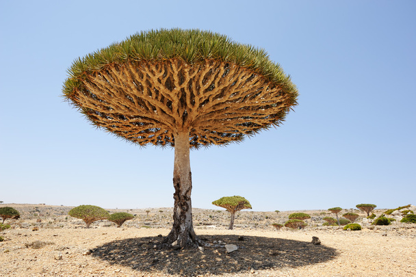 Yemen. Socotra island. Dragon tree - Valokuva, kuva