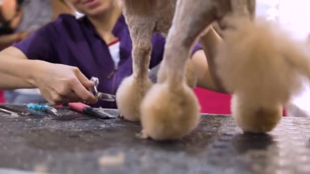 Przygotowywanie pudli w salonie dla psów, podczas gdy konkurs dla opiekunów - Materiał filmowy, wideo
