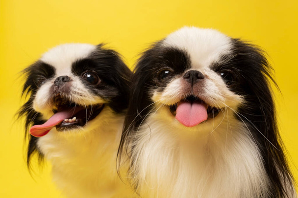 Studio shot of two dogs Japanese Chin against yellow background - Photo, Image