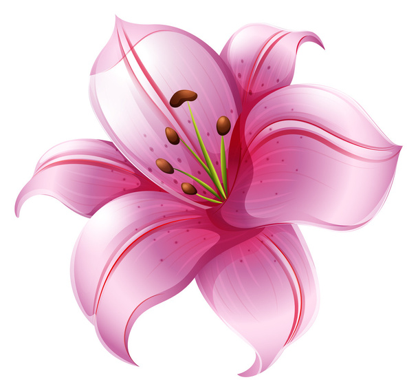 Uma flor de lírio rosa
 - Vetor, Imagem