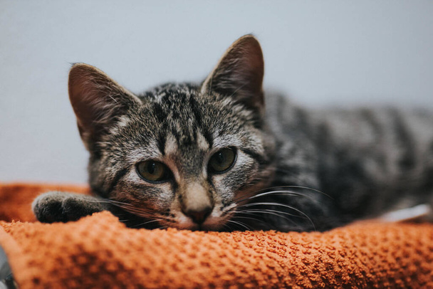 A portrait of a cute grey kitten lying on an orange textile - 写真・画像
