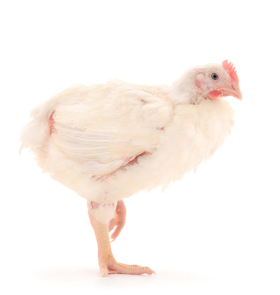 One chicken or young broiler chickens on isolated white background. - Fotoğraf, Görsel