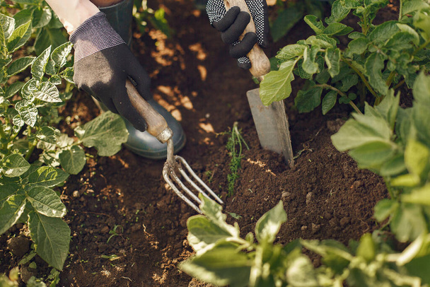 Woman in a hat working in a garden - Photo, Image