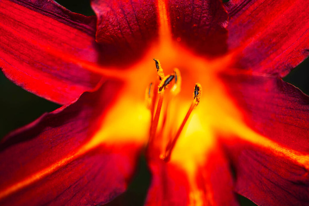 Czerwona i pomarańczowa lilia została nakręcona w stylu makro z inwersją kolorystyczną - Zdjęcie, obraz