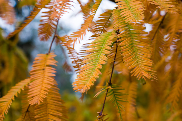 Drzewo Metasequoia glyptostroboides, jesień i jesień zbliżenie drzewa w Tsinandali, Kacheti, Gruzja - Zdjęcie, obraz