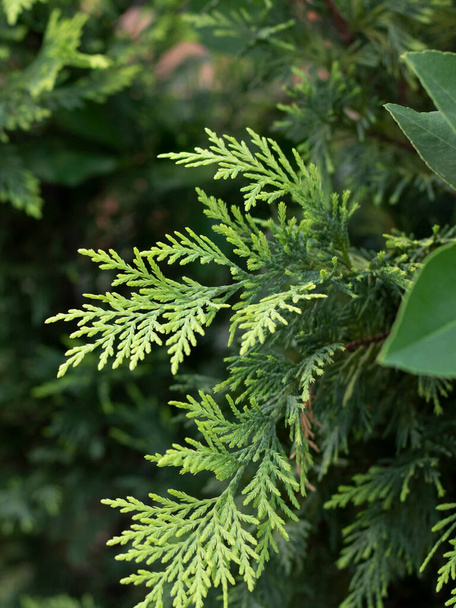 Eastern Thuja tree close-up. In the background, people are blurred. - Photo, Image
