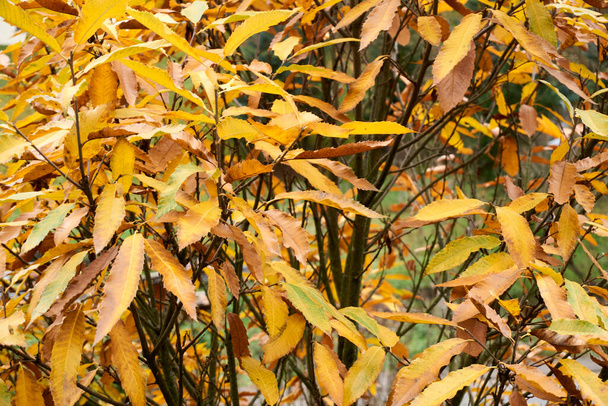秋のブナの葉、たくさんのコピースペースを持つ青い空に対して枝に黄色の葉 - 写真・画像