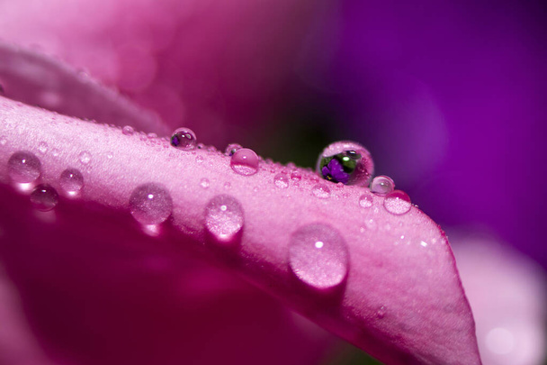 Abstraction Floral macro background. Close-up Water Drops Pink Flower Violet Background Selective Focus Place for text. - Fotoğraf, Görsel