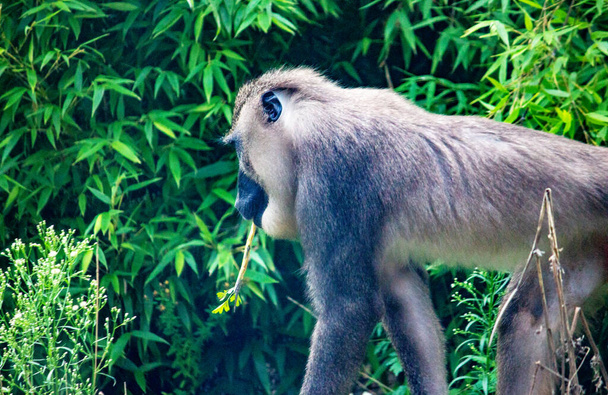 Vue latérale d'une perceuse. Ce sont des primates de la famille des Cercopithécidés, Mandrillus leucophaeus - Photo, image