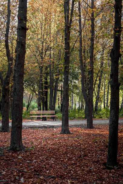 Скамейка в осеннем парке на закате среди деревьев. - Фото, изображение