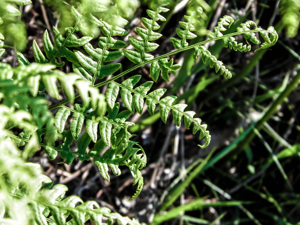 Close up of green leaves of green fern (Polypodiopsida Cronquist) . Nature background, floral concept. - Photo, Image