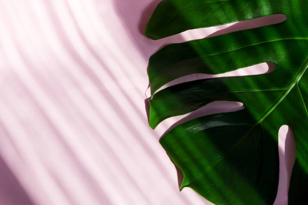 Fresh live tropical leaves on a light background close-up. Creative layout from tropical leaves. Minimal summer exotic concept - 写真・画像