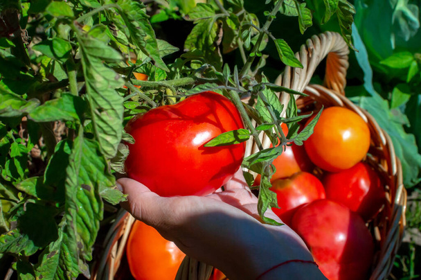 Bovenaanzicht. Tomaten oogsten in mand. Jonge vrouw hand scheurt sappige tomaat af en vouwt het in rieten mand. Groenten verbouwen. Tuinbouwconcept. - Foto, afbeelding