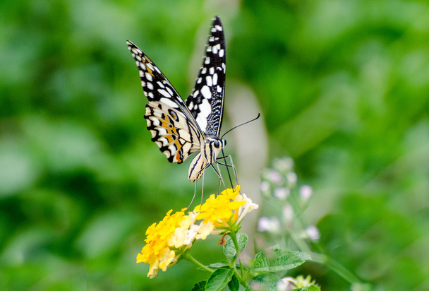 pięknego motyla w ogrodzie - Zdjęcie, obraz