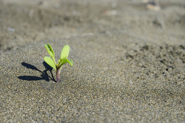 Μικρό φυτό που αναπτύσσεται από την έρημο ξηρής άμμου - Φωτογραφία, εικόνα