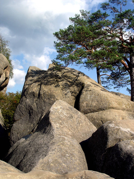 Kamień przeciwko błękitnemu niebu z wiecznie zielonymi sosnami. Góry Karpat, Skały Dovbush - Zdjęcie, obraz