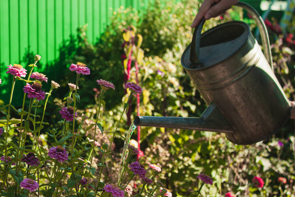 Metal watering can leans towards garden plants. Watering the flowers - Fotoğraf, Görsel