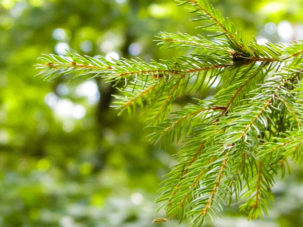 Close up of spruce branch. Copy space, nature concept. - Photo, Image