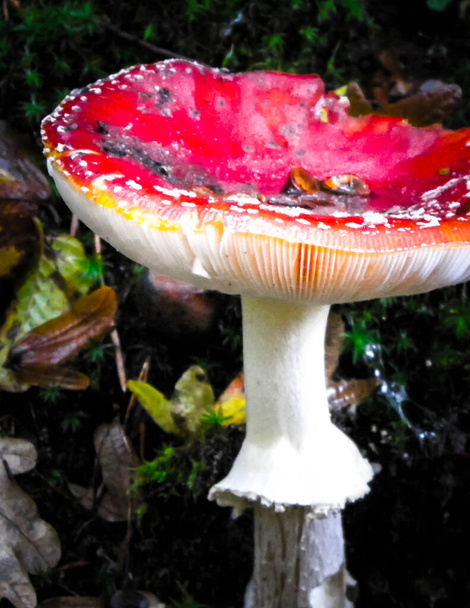 Close up de toadstool vermelho com pontos brancos, cogumelo venenoso. - Foto, Imagem