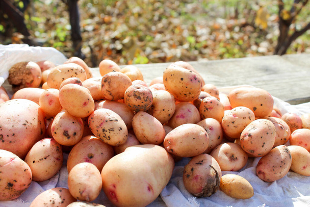 Kartoffeln, Kartoffelernte im Freien. - Foto, Bild