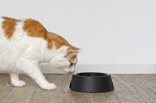 Tabby γάτα αναζητούν περίεργος σε ένα πιάτο τροφή για ζώα συντροφιάς. Πλευρική προβολή με αντιγραφικό χώρο. - Φωτογραφία, εικόνα