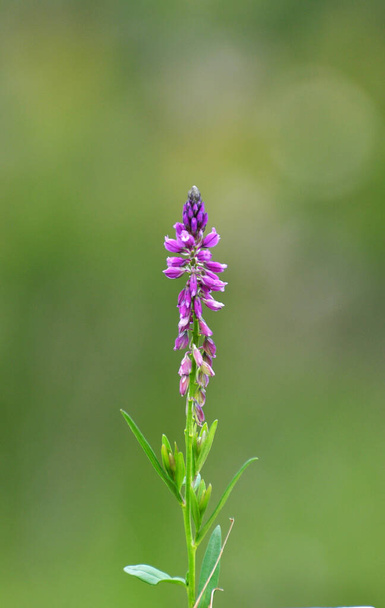 In spring, Polygala comosa blooms in the wild among grasses - Photo, Image