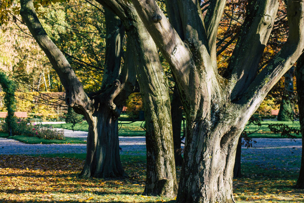 Reims Frankreich 18. November 2020 Ansicht von Bäumen mit fallenden Farben in einem öffentlichen Park, der von der Regierung nach der Coronavirus-Pandemie geschlossen wurde, die Frankreich heimsuchte und dies, um sein Fortschreiten zu begrenzen - Foto, Bild
