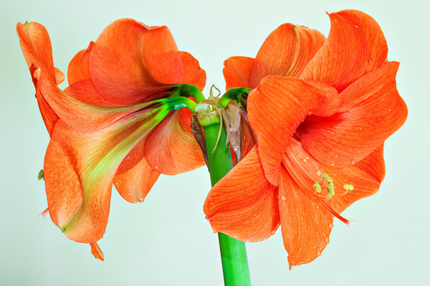 Beautiful Blossoms of orange Amaryllis flower  - Photo, Image