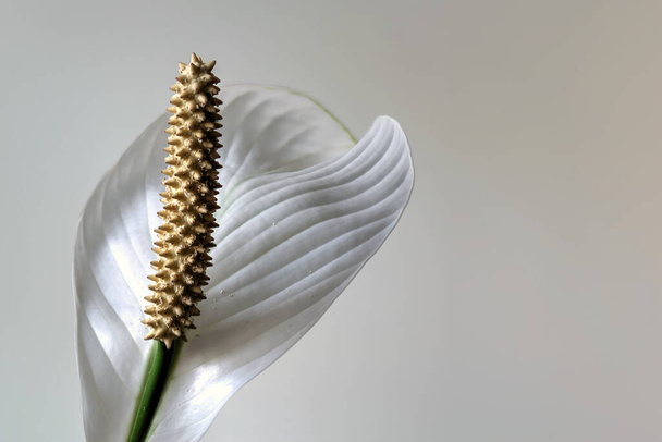 Цветок мирной лилии на белом фоне с копировальным пространством в горизонтальной ориентации - Фото, изображение