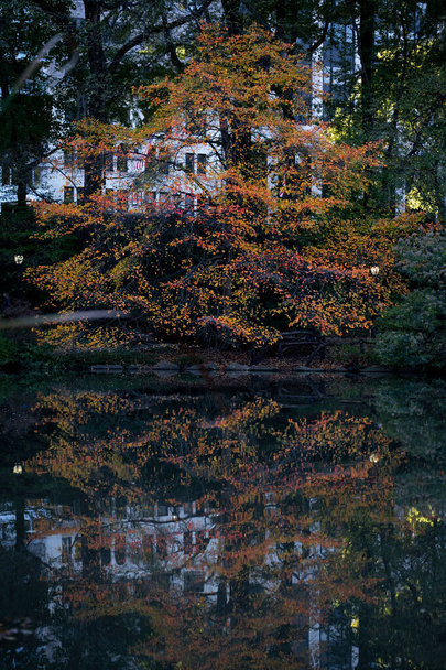 Nowy Jork - USA - 31 października 2020: Piękne kolory liści Nowego Jorku Central Park South - Zdjęcie, obraz