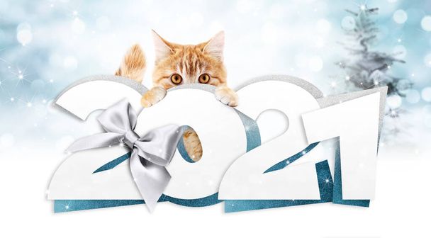 2021幸せな新年番号テキスト面白い生姜猫とぼやけたライトの背景に隔離された幸せな新年の挨拶ギフトカード - 写真・画像