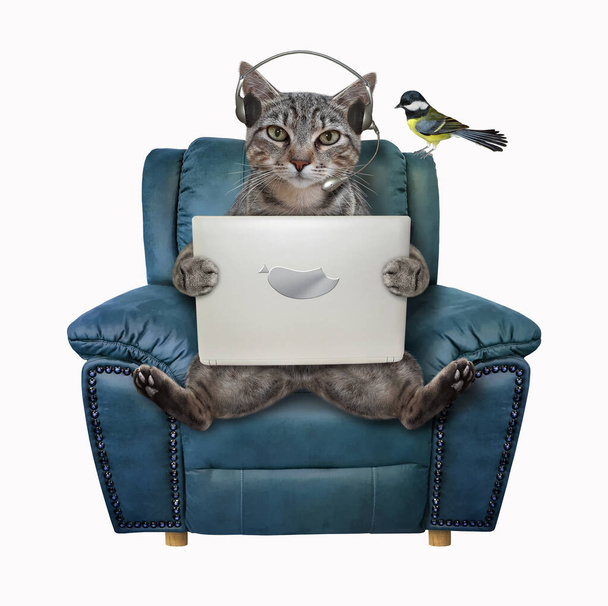 A gray cat in headphones is sitting on blue leather chair and holding a laptop. White background. Isolated. - Foto, imagen