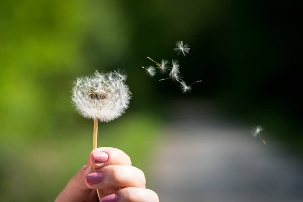 Мяч одуванчика в руке с семенами, летящими по ветру - Фото, изображение