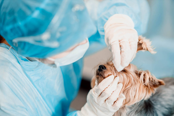 Yorkshire terrier dog in a veterinary clinic, the doctor treats the dog eyes. - Fotoğraf, Görsel