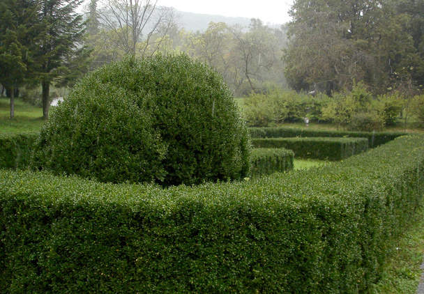Cespugli sferici in un quadrato con una siepe quadrata. Verde e alberi sotto la pioggia - Foto, immagini