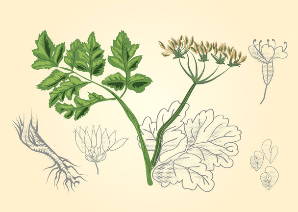 antyczne odciski botaniczne wektor ilustracji - Wektor, obraz