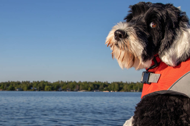 Teknedeki bir köpeğin portresi - Fotoğraf, Görsel