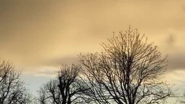 árboles soplando en el viento en el fondo del día tormentoso con espacio de copia al atardecer  - Imágenes, Vídeo