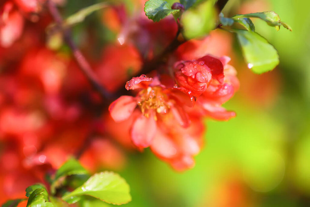 春の庭に咲く日本の王子植物の美しい花. - 写真・画像