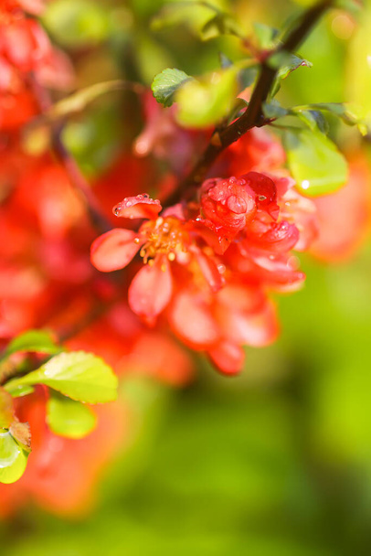 Beautiful flowers of the japanese quince plant in blossom in spring garden. - Photo, Image