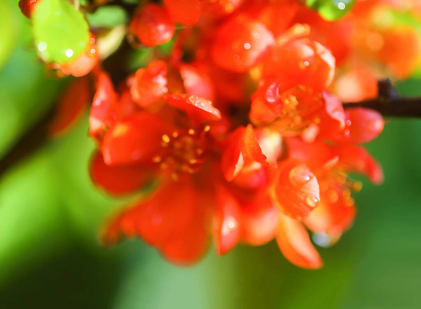 Belles fleurs de la plante japonaise de coing en fleur dans le jardin de printemps. - Photo, image