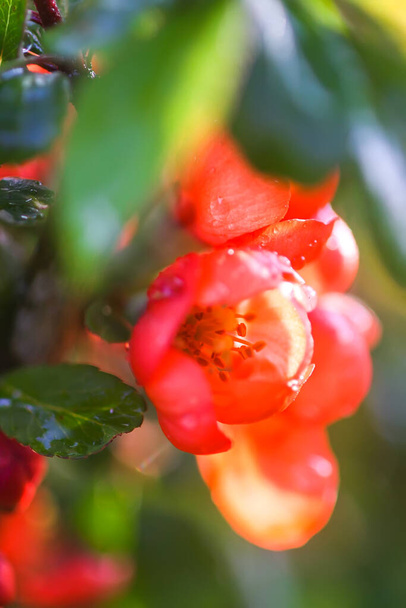 Beautiful flowers of the japanese quince plant in blossom in spring garden. - Photo, Image