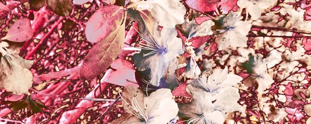 White Plant Graffiti Текстура з фіолетовим листям. Brown Woman Design Beige Cool Canva. Pink Botanic Print Пастель Дивовижний Уоллпап. Червоний абстракт. - Фото, зображення