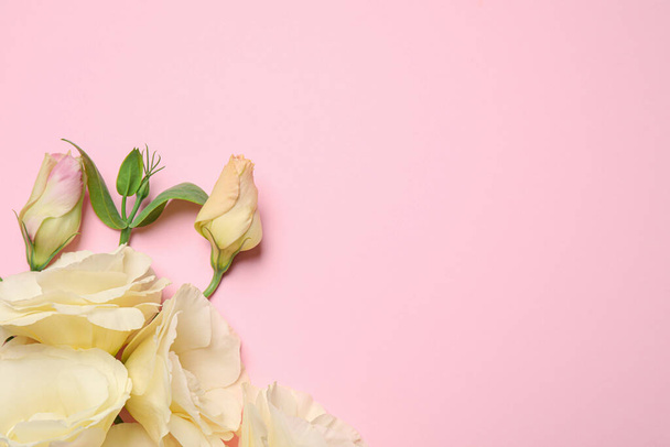 Beautiful white Eustoma flowers on pink background, flat lay. Space for text - 写真・画像